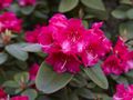 Rhododendron Willbrit Różanecznik